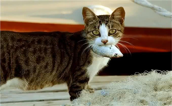 我怀疑我养的不是猫，而是一只狗:猫咪叼东西心理分析