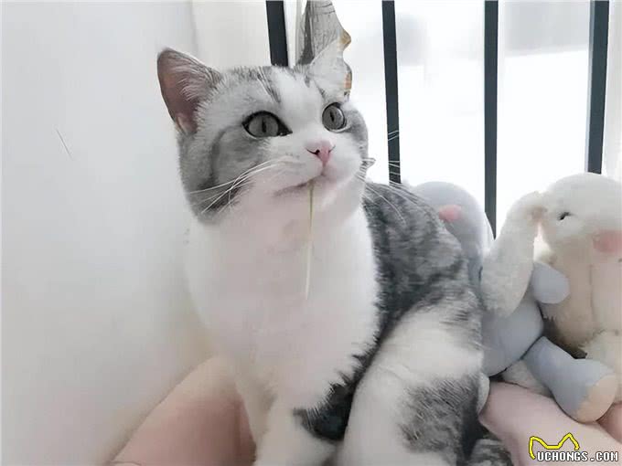 我怀疑我养的不是猫，而是一只狗:猫咪叼东西心理分析