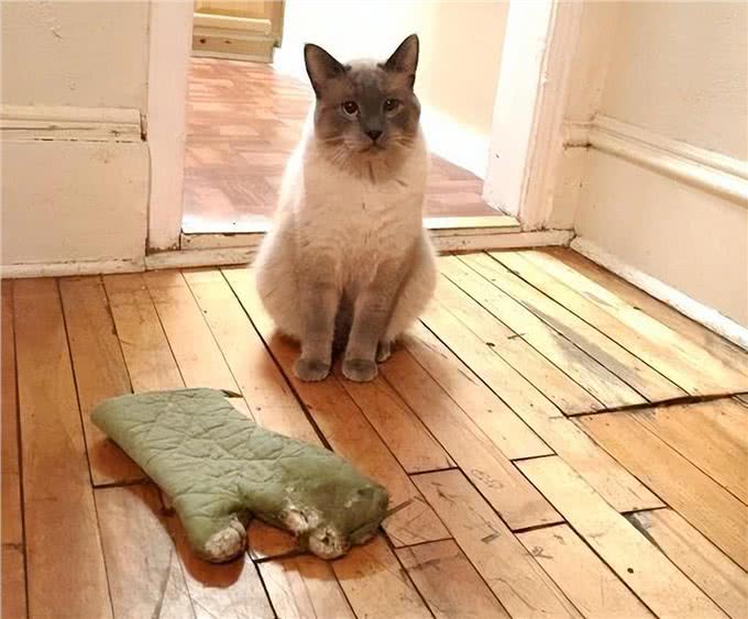 我怀疑我养的不是猫，而是一只狗:猫咪叼东西心理分析