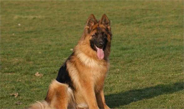 中华长毛狼犬和中华狼青，两大狼犬中神犬