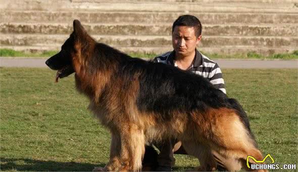 中华长毛狼犬和中华狼青，两大狼犬中神犬