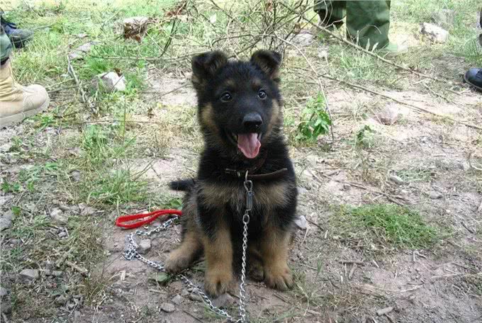 中华长毛狼犬和中华狼青，两大狼犬中神犬