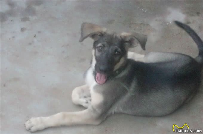 中华长毛狼犬和中华狼青，两大狼犬中神犬