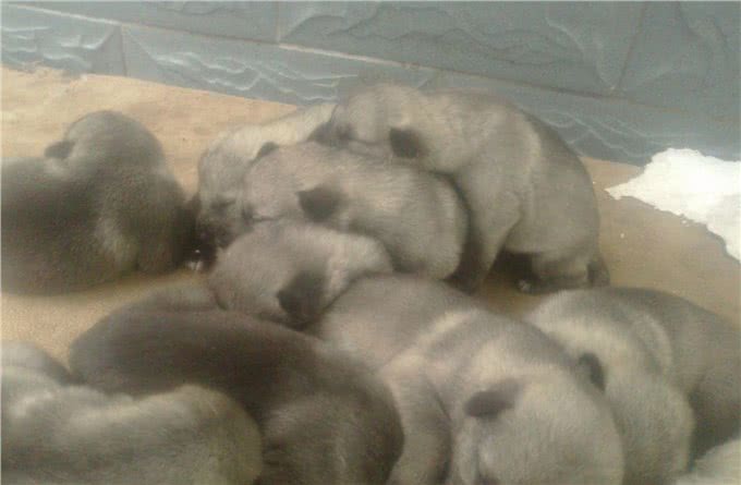 中华长毛狼犬和中华狼青，两大狼犬中神犬