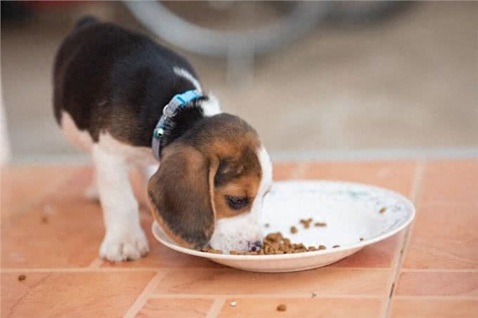 新生幼犬存活率太低?你知道刚出生的小狗要怎么照顾吗?
