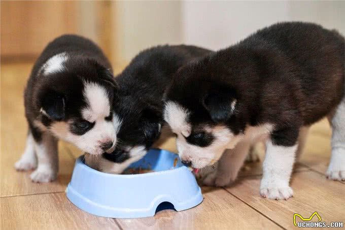 新生幼犬存活率太低?你知道刚出生的小狗要怎么照顾吗?