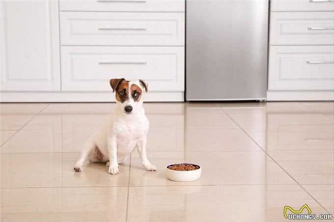 新生幼犬存活率太低?你知道刚出生的小狗要怎么照顾吗?