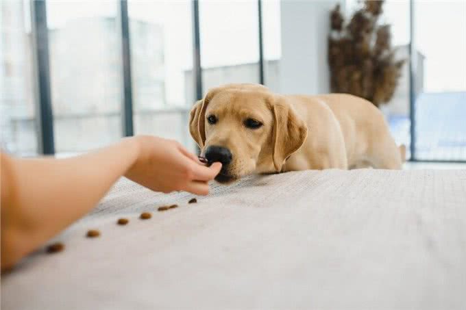新生幼犬存活率太低?你知道刚出生的小狗要怎么照顾吗?