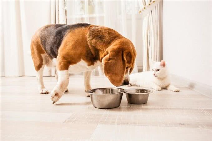 新生幼犬存活率太低?你知道刚出生的小狗要怎么照顾吗?