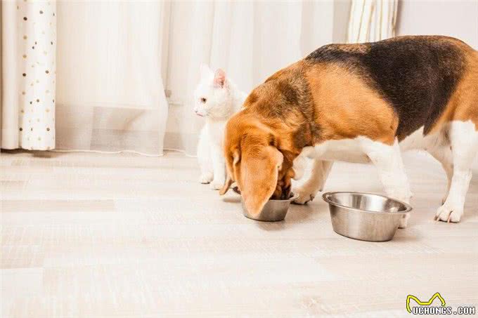 新生幼犬存活率太低?你知道刚出生的小狗要怎么照顾吗?