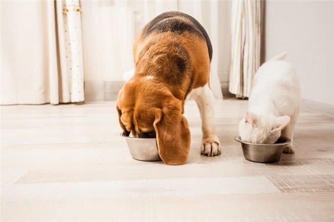 新生幼犬存活率太低?你知道刚出生的小狗要怎么照顾吗?