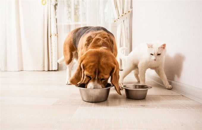 新生幼犬存活率太低?你知道刚出生的小狗要怎么照顾吗?