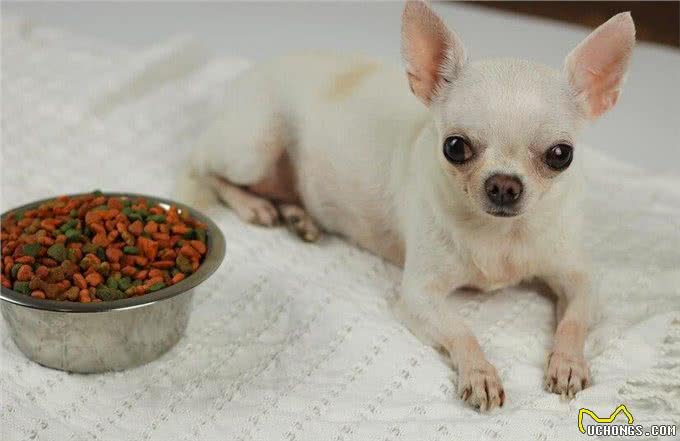 新生幼犬存活率太低?你知道刚出生的小狗要怎么照顾吗?