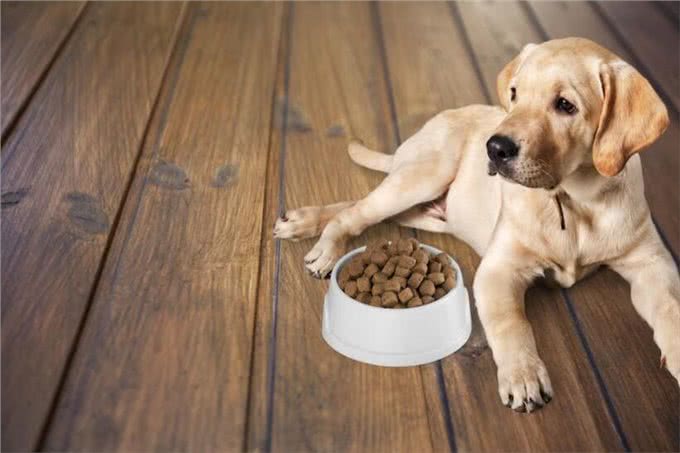 新生幼犬存活率太低?你知道刚出生的小狗要怎么照顾吗?