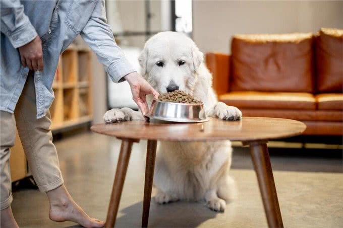 新生幼犬存活率太低?你知道刚出生的小狗要怎么照顾吗?