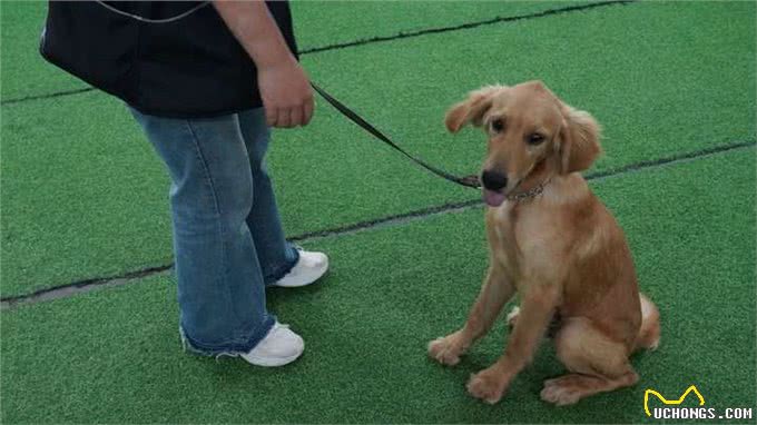 狗狗老哼哼唧唧-你懂你的狗狗吗?