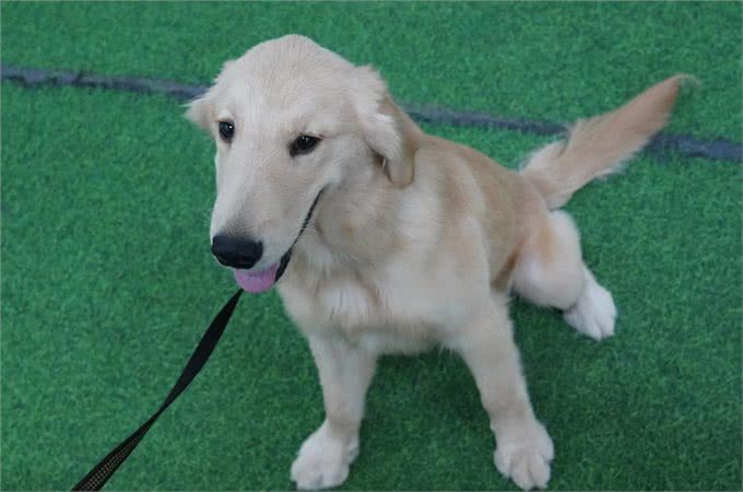 狗狗老哼哼唧唧-你懂你的狗狗吗?