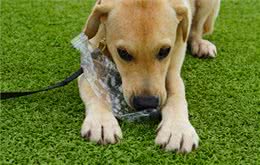 狗狗老哼哼唧唧-你懂你的狗狗吗?