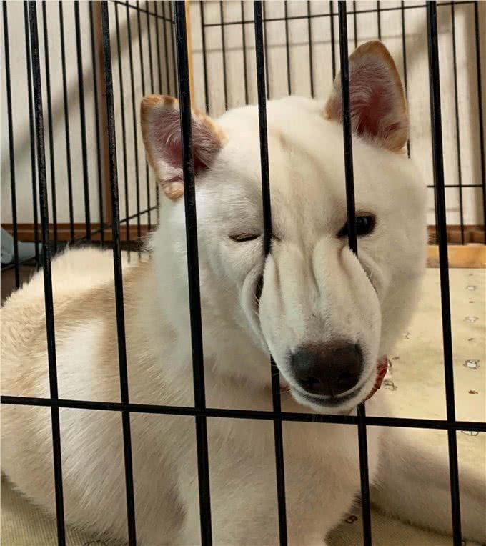 狗狗咬人怎么办?用这几招很有效