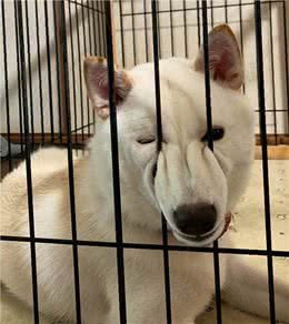 狗狗咬人怎么办?用这几招很有效