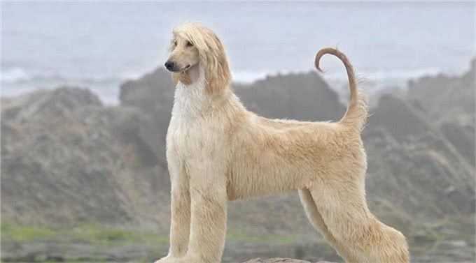 爱犬不可不知:四种最不忠诚的狗狗，选择宠物需慎之又慎