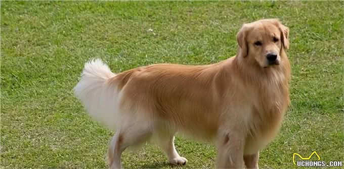 爱犬不可不知:四种最不忠诚的狗狗，选择宠物需慎之又慎