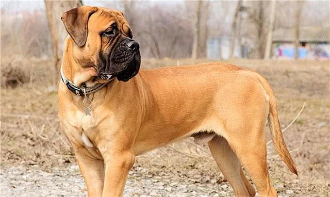 爱犬不可不知:四种最不忠诚的狗狗，选择宠物需慎之又慎