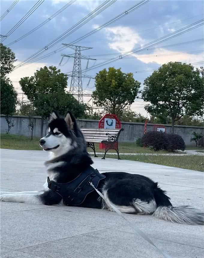 爱犬不可不知:四种最不忠诚的狗狗，选择宠物需慎之又慎