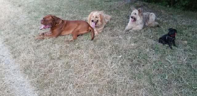 爱犬不可不知:四种最不忠诚的狗狗，选择宠物需慎之又慎