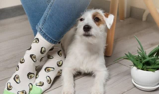 爱犬不可不知:四种最不忠诚的狗狗，选择宠物需慎之又慎