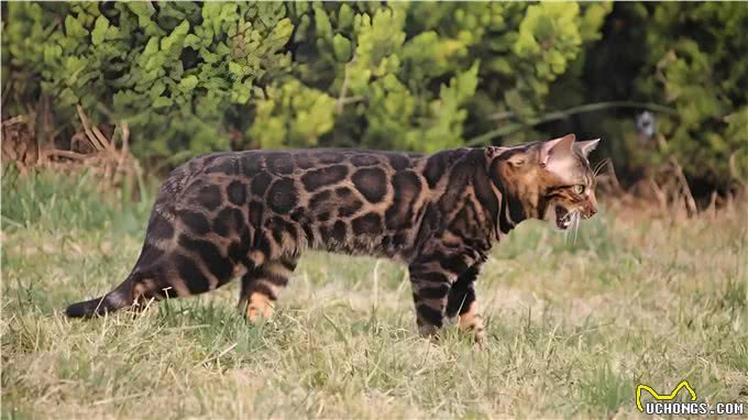 猫科动物之豹猫介绍