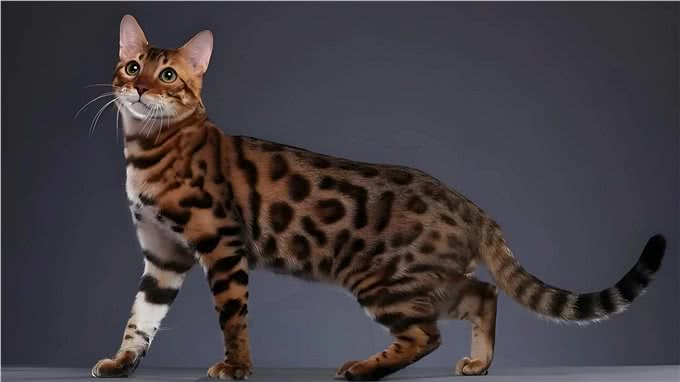 猫科动物之豹猫介绍