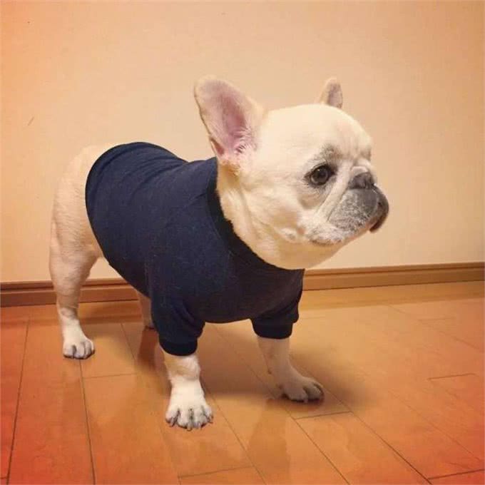 喜欢狗狗的朋友进来，手把手教你如何养好你的爱犬