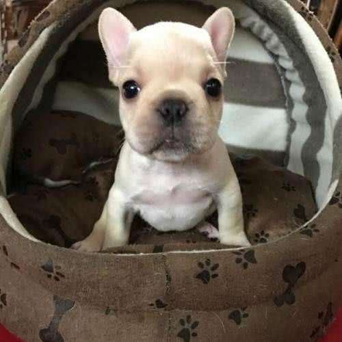 喜欢狗狗的朋友进来，手把手教你如何养好你的爱犬