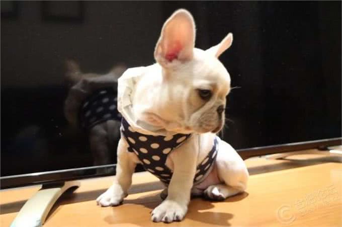 喜欢狗狗的朋友进来，手把手教你如何养好你的爱犬