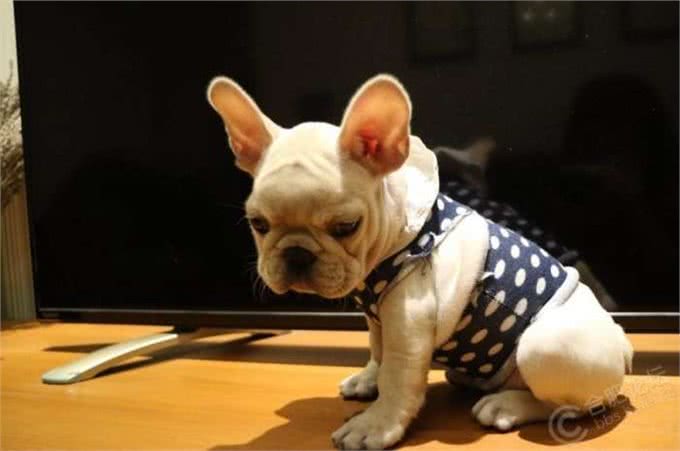 喜欢狗狗的朋友进来，手把手教你如何养好你的爱犬