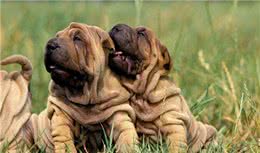 沙皮狗的外形介绍及其外形特征