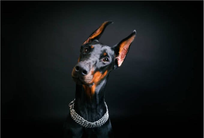 您需要了解的10个杜宾犬的优点和缺点