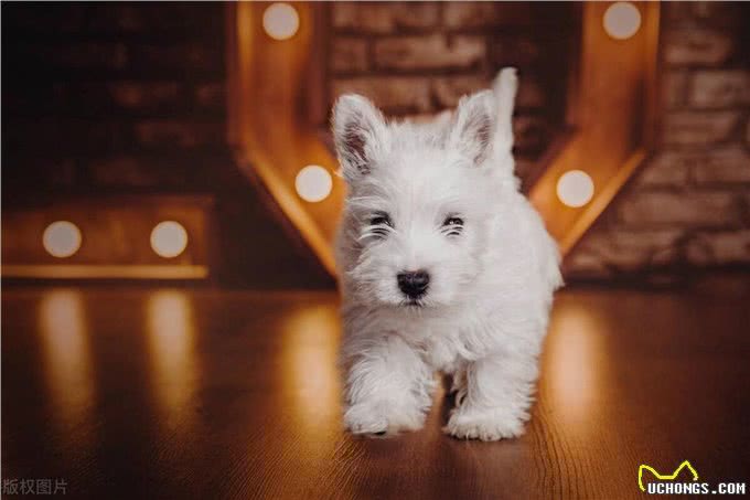 西高地白梗犬的优缺点，西高地白梗犬好养吗