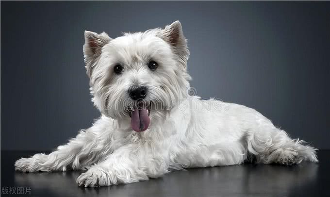 西高地白梗犬的优缺点，西高地白梗犬好养吗