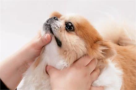 狗狗生病的时候你是如何喂其吃药的?简单小方法是否掌握了?