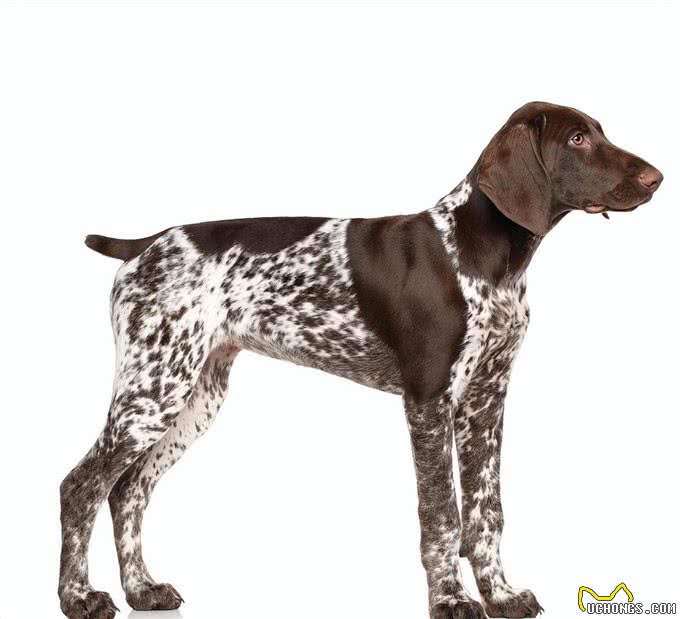 拉布拉多的的二弟：德国短毛指示犬的起源和历史!