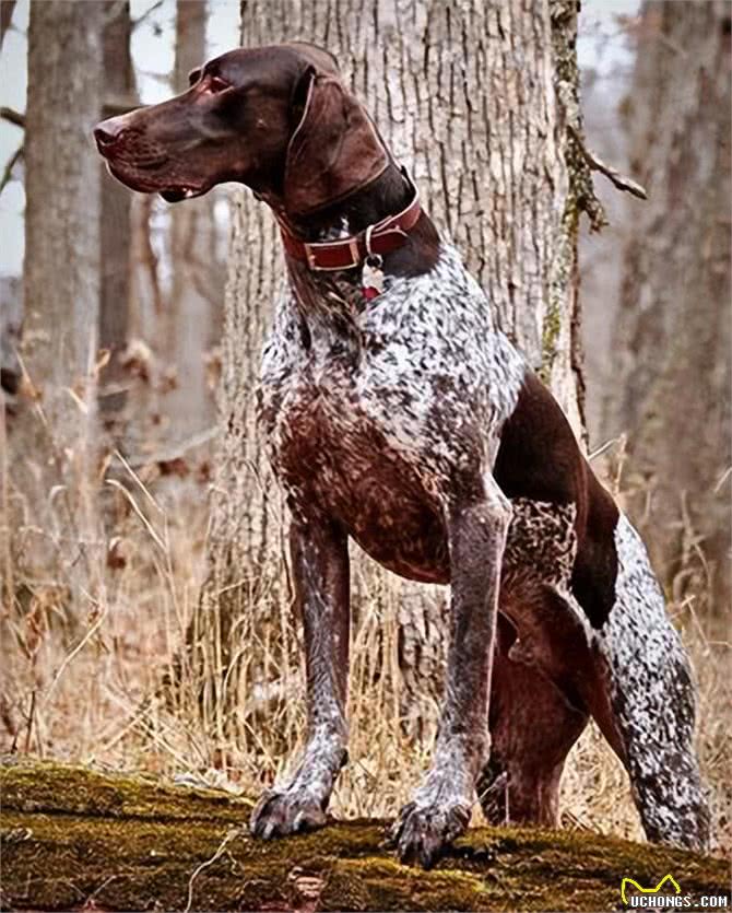 拉布拉多的的二弟：德国短毛指示犬的起源和历史!