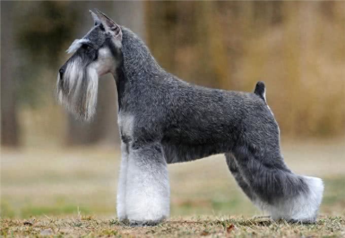 饲养雪纳瑞，主人不能犯的几个错误