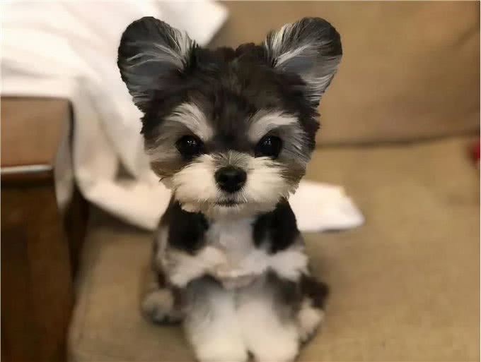 饲养雪纳瑞，主人不能犯的几个错误