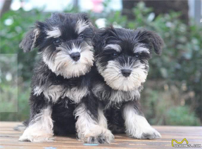 饲养雪纳瑞，主人不能犯的几个错误