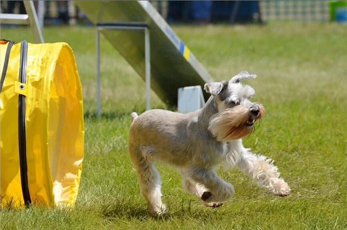 饲养雪纳瑞，主人不能犯的几个错误