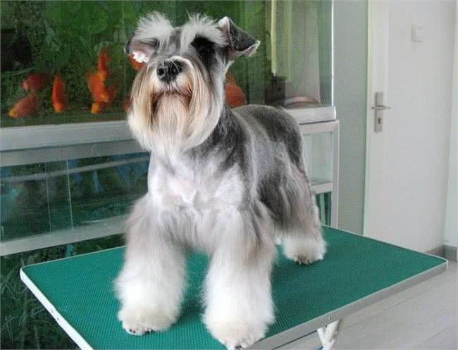 饲养雪纳瑞，主人不能犯的几个错误