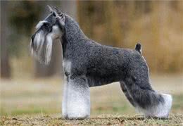 饲养雪纳瑞，主人不能犯的几个错误