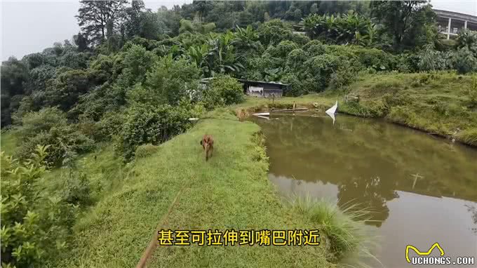 给大家科普一下汉诺威—不养狗不知道养狗的乐趣